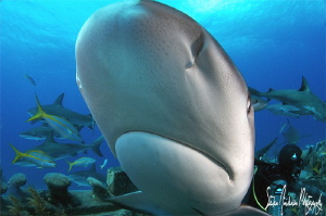Reef Shark on the dome. These sharks move swiftly and hav... by Steven Anderson 